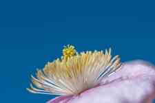 Kalispell: flower, clematis montana, creeper