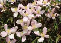 Kalispell: clematis montana, creeper, pink flowers