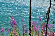 Kalispell: tree, lake, wild flowers