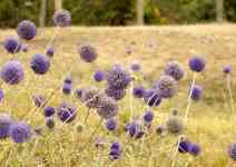 Kalispell: Purple flowers, sheep's bit, jasione montana