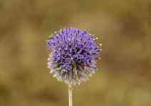 Kalispell: sheep's bit, jasione montana, purple flower