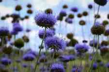 Kalispell: flowers, jasione montana, blue flowers