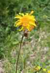 Kalispell: flower, Bloom, arnica montana