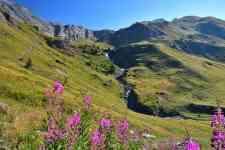 Kalispell: mountains, flowers, alps