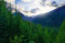 Kalispell: forest, trees, mountain valley