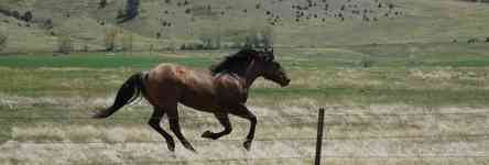 Kalispell: montana, horse, gallop