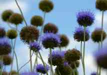 Kalispell: flowers, jasione montana, blue flowers