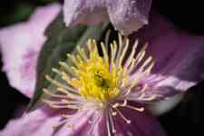 Kalispell: flower, clematis montana, detail photo