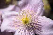 Kalispell: flower, clematis montana, detail photo