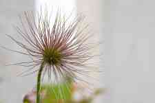 Kalispell: flower, plant, pulsatilla montana