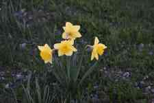 Kalispell: flower, flower background, daffodil