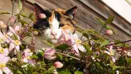 Kalispell: cat, clematis montana, stubborn