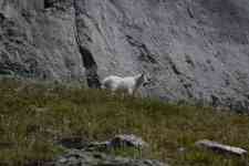 Kalispell: Glacier National Park, ALPINE, Mountain Goats