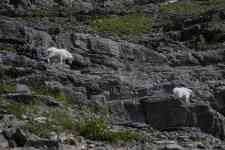 Kalispell: Glacier National Park, ALPINE, Mountain Goats