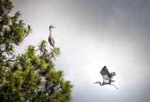 Kalispell: montana, heron, bird flying