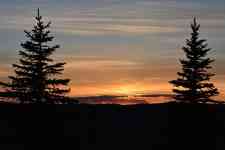 Kalispell: Sunset, nature, Pine Tree
