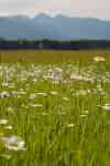 Kalispell: flower, daisy, meadow