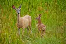 Kalispell: Deer, fawn, bambi