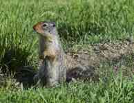 Kalispell: gopher, urocitellus columbianus, columbia ground squirrel