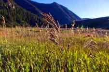 Kalispell: Grass, seed, grasses in madison canyon