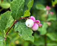 Kalispell: ghostberry, snowberry, waxberry